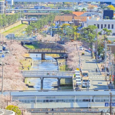 芦屋の桜